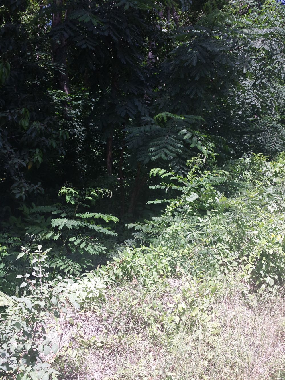 39715 6 White River
