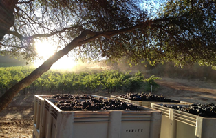 50667 Madder Lake Vineyard