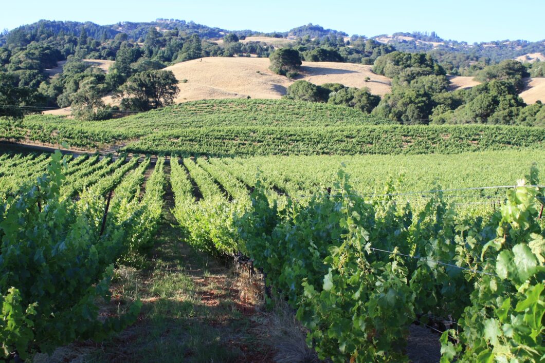 61596 Estate Vineyard and Tasting Room