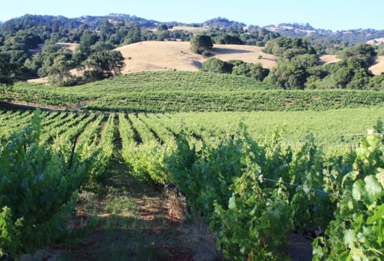 61596 Estate Vineyard and Tasting Room